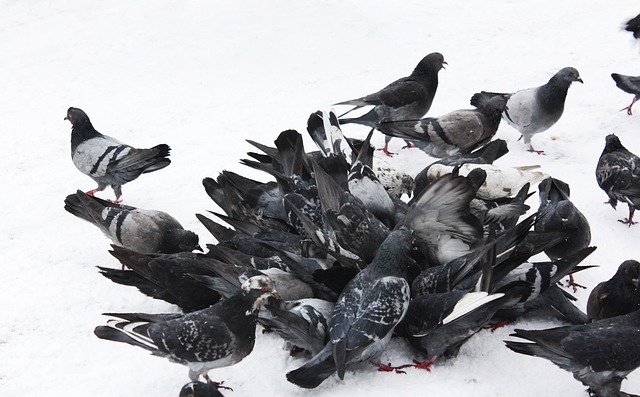 儘管紅花嶺